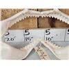 Image 4 : MONSTER Mako Shark Jaws Taxidermy