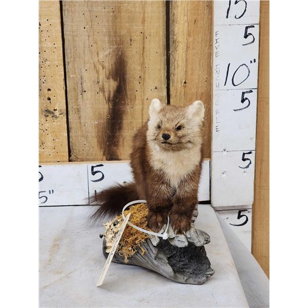 Pine Marten Full Body Taxidermy Mount