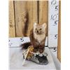 Image 1 : Pine Marten Full Body Taxidermy Mount