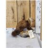 Image 2 : Pine Marten Full Body Taxidermy Mount