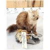 Image 3 : Pine Marten Full Body Taxidermy Mount