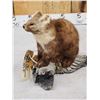 Image 4 : Pine Marten Full Body Taxidermy Mount