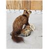 Image 5 : Pine Marten Full Body Taxidermy Mount