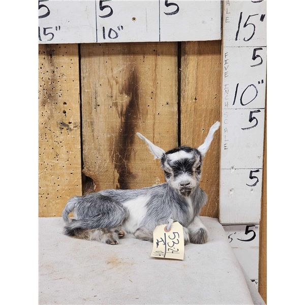 Baby Goat Full Body Taxidermy Mount