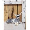 Image 1 : Baby Goat Full Body Taxidermy Mount