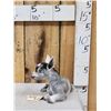 Image 2 : Baby Goat Full Body Taxidermy Mount