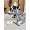 Image 3 : Baby Goat Full Body Taxidermy Mount