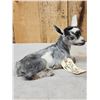 Image 4 : Baby Goat Full Body Taxidermy Mount