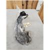 Image 5 : Baby Goat Full Body Taxidermy Mount