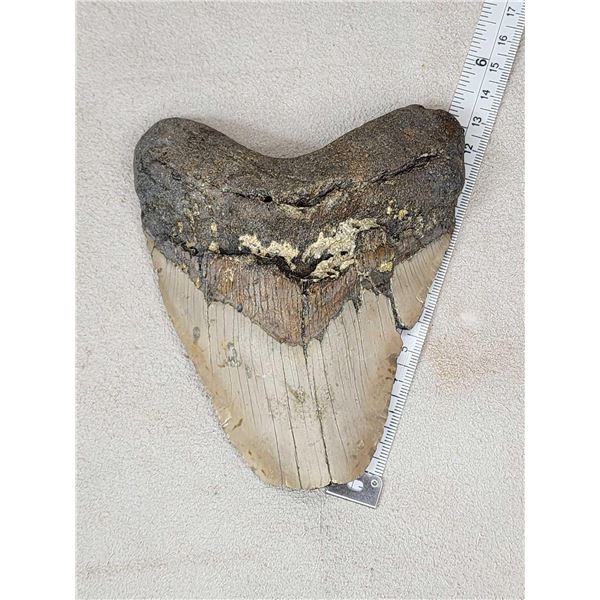 MONSTER Fossilized Megalodon Shark Tooth Fossil