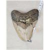 Image 1 : MONSTER Fossilized Megalodon Shark Tooth Fossil