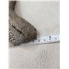 Image 2 : MONSTER Fossilized Megalodon Shark Tooth Fossil