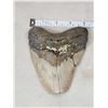 Image 3 : MONSTER Fossilized Megalodon Shark Tooth Fossil
