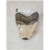 Image 4 : MONSTER Fossilized Megalodon Shark Tooth Fossil