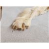 Image 10 : BIG Alaskan White Wolf Soft Tanned Fur Taxidermy