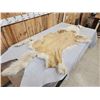 Image 11 : BIG Alaskan White Wolf Soft Tanned Fur Taxidermy