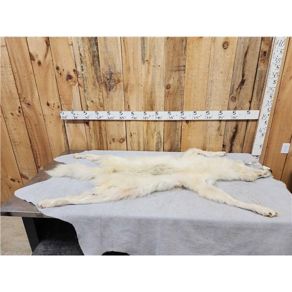 BIG Alaskan White Wolf Soft Tanned Fur Taxidermy