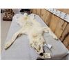 Image 2 : BIG Alaskan White Wolf Soft Tanned Fur Taxidermy