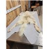 Image 4 : BIG Alaskan White Wolf Soft Tanned Fur Taxidermy