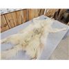 Image 5 : BIG Alaskan White Wolf Soft Tanned Fur Taxidermy