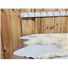 Image 6 : BIG Alaskan White Wolf Soft Tanned Fur Taxidermy