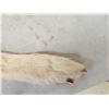 Image 7 : BIG Alaskan White Wolf Soft Tanned Fur Taxidermy