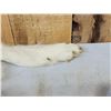 Image 8 : BIG Alaskan White Wolf Soft Tanned Fur Taxidermy