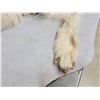 Image 9 : BIG Alaskan White Wolf Soft Tanned Fur Taxidermy