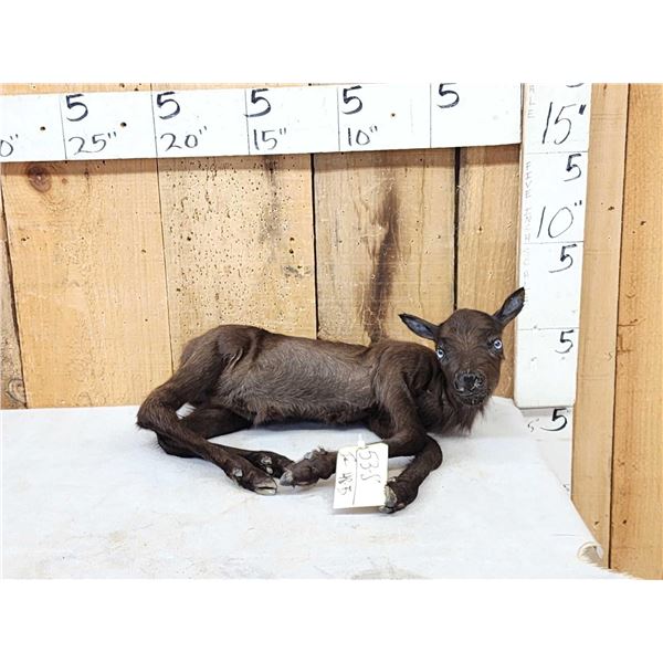 Baby Caribou Full Body Taxidermy Mount