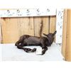 Image 1 : Baby Caribou Full Body Taxidermy Mount
