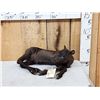 Image 2 : Baby Caribou Full Body Taxidermy Mount