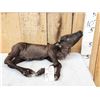 Image 3 : Baby Caribou Full Body Taxidermy Mount