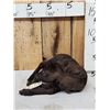 Image 4 : Baby Caribou Full Body Taxidermy Mount