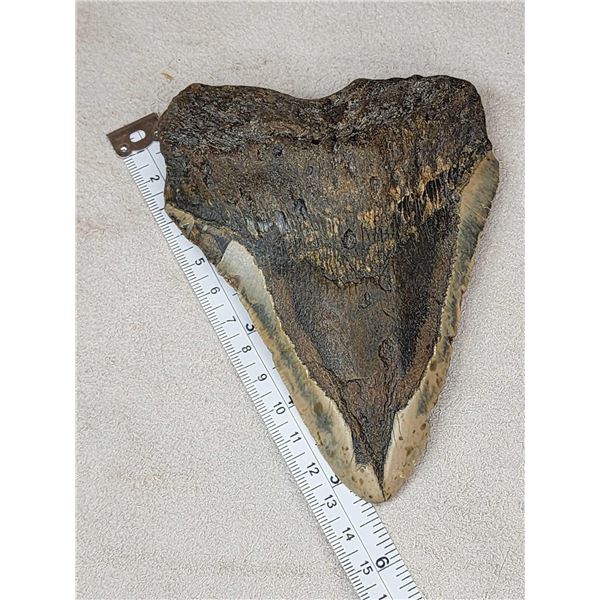 MONSTER Fossilized Megalodon Shark Tooth Fossil