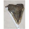 Image 1 : MONSTER Fossilized Megalodon Shark Tooth Fossil