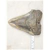 Image 2 : MONSTER Fossilized Megalodon Shark Tooth Fossil
