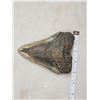 Image 3 : MONSTER Fossilized Megalodon Shark Tooth Fossil