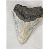 Image 4 : MONSTER Fossilized Megalodon Shark Tooth Fossil