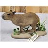 Image 10 : Baby Capybara Full Body Taxidermy Mount