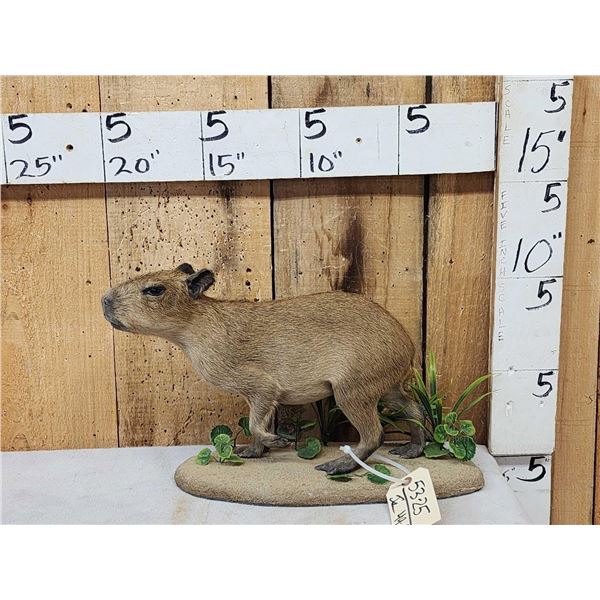 Baby Capybara Full Body Taxidermy Mount