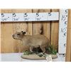 Image 1 : Baby Capybara Full Body Taxidermy Mount