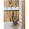 Image 2 : Baby Capybara Full Body Taxidermy Mount