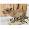 Image 3 : Baby Capybara Full Body Taxidermy Mount