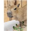 Image 4 : Baby Capybara Full Body Taxidermy Mount