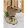Image 5 : Baby Capybara Full Body Taxidermy Mount