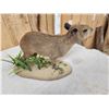 Image 6 : Baby Capybara Full Body Taxidermy Mount