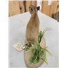 Image 7 : Baby Capybara Full Body Taxidermy Mount