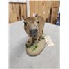 Image 8 : Baby Capybara Full Body Taxidermy Mount