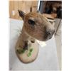 Image 9 : Baby Capybara Full Body Taxidermy Mount