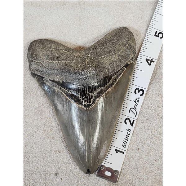 Big Fossilized Megalodon Shark Tooth Fossil